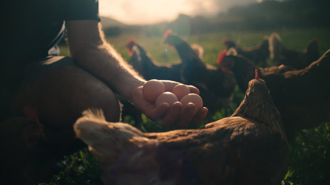 Farmer's Footprint and the Regenerative Revolution - Salt Lab