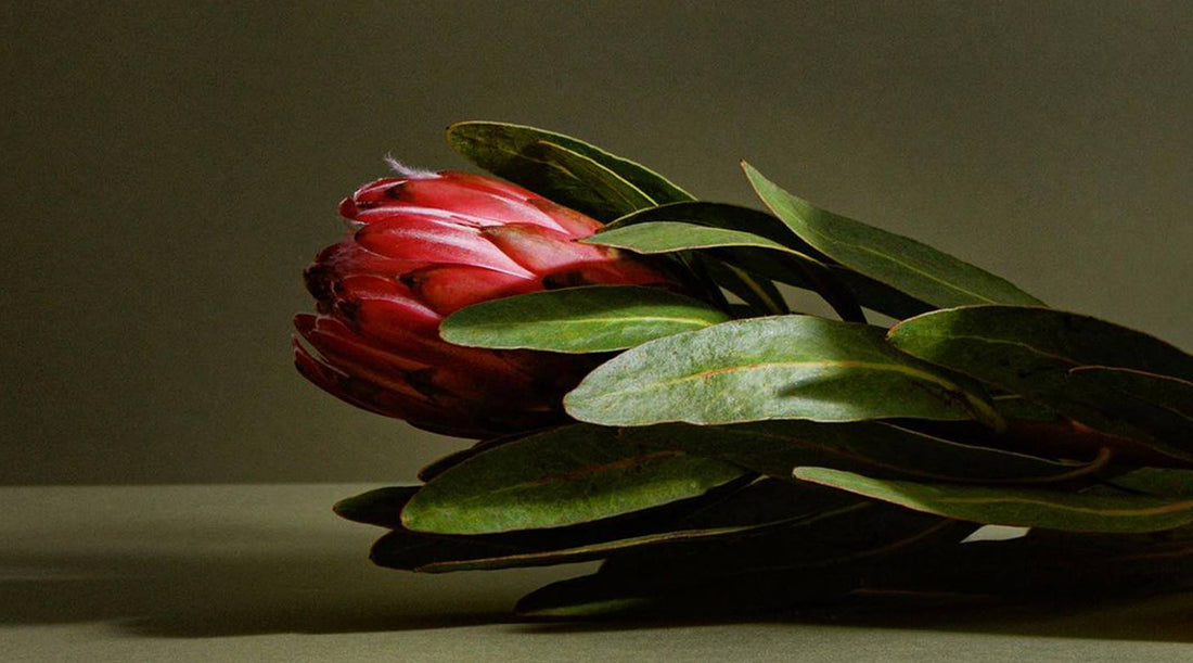 Interview with Koala Eco Founder Jessica Bragdon - Salt Lab