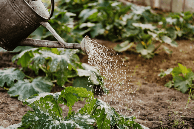 Waste Not: How Leftover Magnesium Bath Water Can Nourish Your Plants - Salt Lab